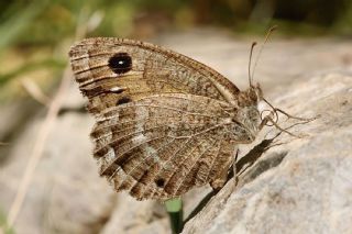 Hametli Pirireis (Satyrus ferulus)