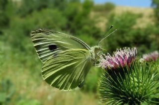 Byk Beyazmelek  (Pieris brassicae)