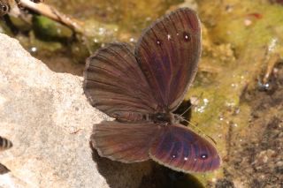 Hametli Pirireis (Satyrus ferulus)
