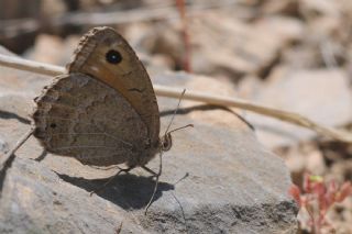 Hametli Pirireis (Satyrus ferulus)