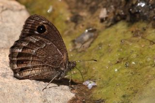 Hametli Pirireis (Satyrus ferulus)