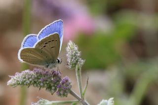 Lacivert Anadolu okgzls (Polyommatus actis )