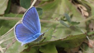 Lacivert Anadolu okgzls (Polyommatus actis )