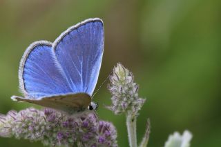 Lacivert Anadolu okgzls (Polyommatus actis )