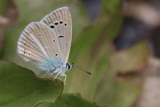 Lacivert Anadolu okgzls (Polyommatus actis )