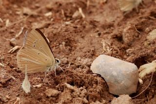okgzl Lbnan Esmeri (Polyommatus alcestis)