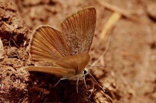 okgzl Lbnan Esmeri (Polyommatus alcestis)