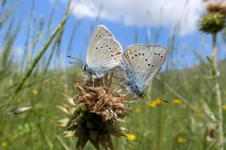 okgzl Gzel Mavi (Polyommatus bellis)