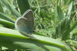 okgzl Diana Mavisi (Polyommatus diana)