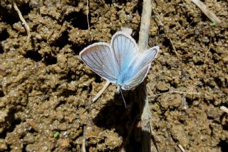 okgzl figenya (Polyommatus iphigenia)