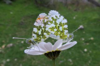 Turuncu Ssl (Anthocharis cardamines)