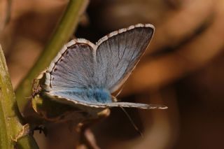 okgzl Anadolu illi Mavisi (Polyommatus ossmar)