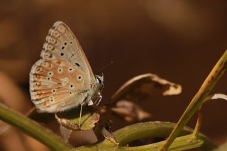 okgzl Anadolu illi Mavisi (Polyommatus ossmar)