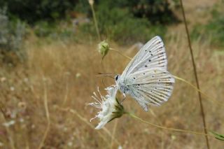 okgzl Anadolu illi Mavisi (Polyommatus ossmar)