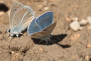 okgzl Poseydon Mavisi (Polyommatus poseidon)