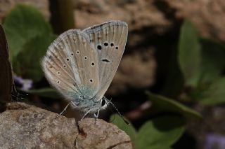 okgzl Poseydon Mavisi (Polyommatus poseidon)