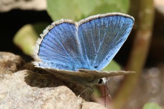 okgzl Poseydon Mavisi (Polyommatus poseidon)