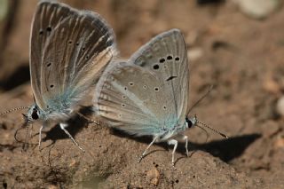 okgzl Poseydon Mavisi (Polyommatus poseidon)