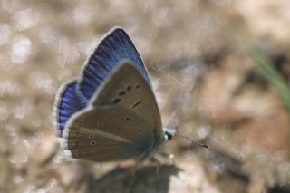 okgzl Poseydon Mavisi (Polyommatus poseidon)
