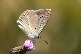 �okg�zl� Teresya, Saimbeyli Mavisi&nbsp;(Polyommatus&nbsp;theresiae)