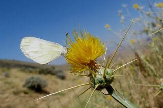 Narin Orman Beyaz (Leptidea sinapis)