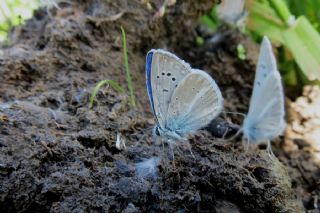 okgzl figenya (Polyommatus iphigenia)