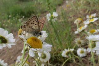 sli Bakr Gzeli (Lycaena tityrus)