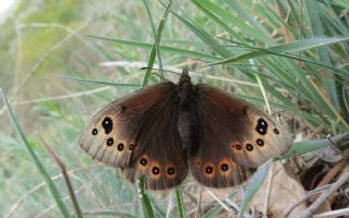 Uygur Gzelesmeri (Proterebia afra)