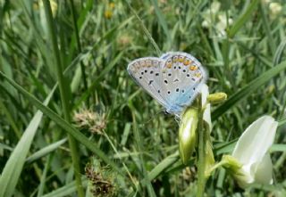 okgzl Mavi (Polyommatus icarus)