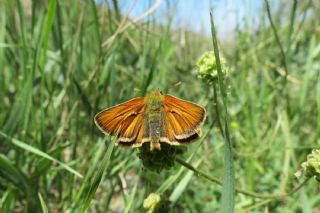 Sar Antenli Zpzp (Thymelicus sylvestris)