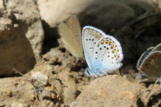 Gm Lekeli Esmergz (Plebejus argus)