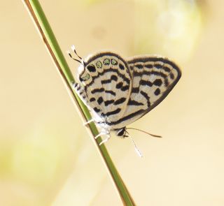 Balkan Kaplan (Tarucus balkanicus)