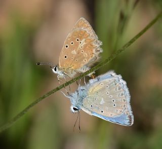 okgzl Dafnis (Polyommatus daphnis)