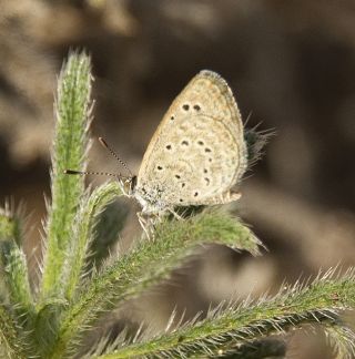 Karsandra&nbsp;(Zizeeria&nbsp;karsandra)