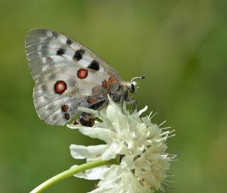 Apollo (Parnassius apollo)