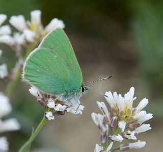 Anadolu Zmrt (Callophrys paulae)