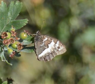 Kara Murat (Brintesia  circe)