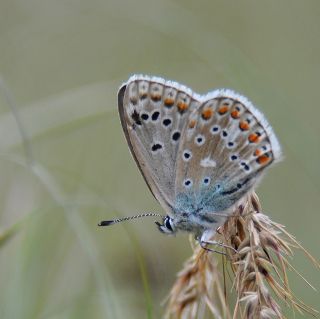 okgzl Meneke Mavisi (Polyommatus thersites)