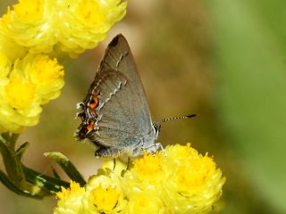 Minik Sevbeni (Satyrium acaciae)