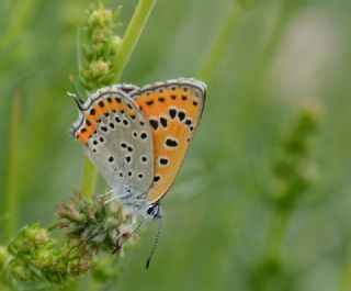 K���k Ate� G�zeli&nbsp;(Lycaena&nbsp;thersamon)