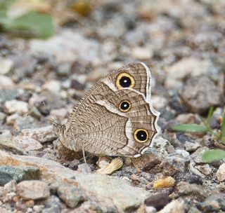 Beyaz Bandl Karamelek (Hipparchia parisatis)