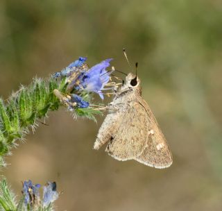 Alsides Zpzp (Eogenes alcides)