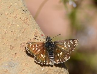 Kzl Zpzp (Spialia orbifer)