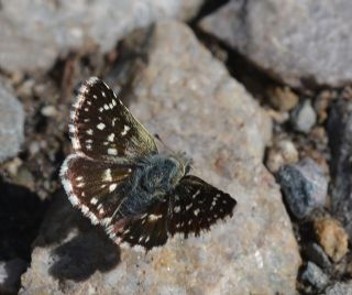 Kzl Zpzp (Spialia orbifer)