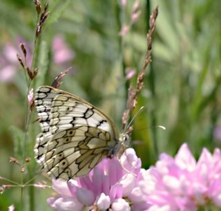 Uygur Melikesi (Melanargia russiae)