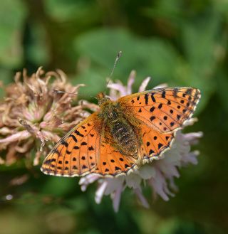 Kafkas Meneke Kelebei (Boloria caucasica)