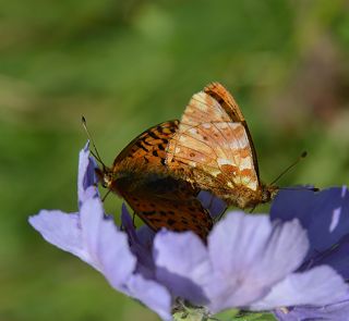 Kafkas Meneke Kelebei (Boloria caucasica)