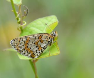 Kafkasyal parhan (Melitaea interrupta)