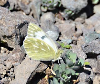 Doruklarn Beneklimelei (Pontia callidice)