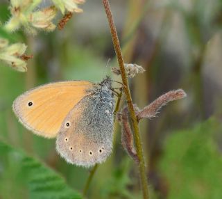 Kafkasya Zpzp Perisi (Coenonympha symphita)